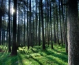 Naravna bogastva gozdov