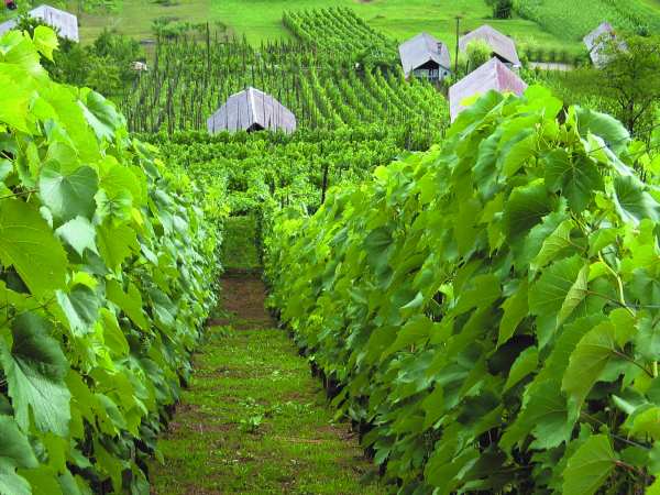 Zidanice ob vinogradih