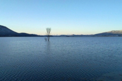 cerknisko-jezero-drevo