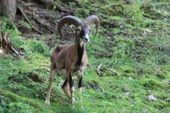 muflon