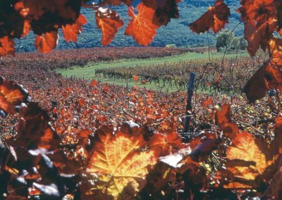 Vinogradi refoška Vinogradi refoška