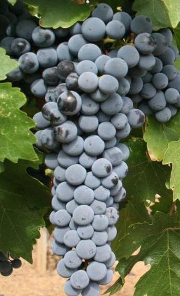 Grozdje cabernet sauvignon